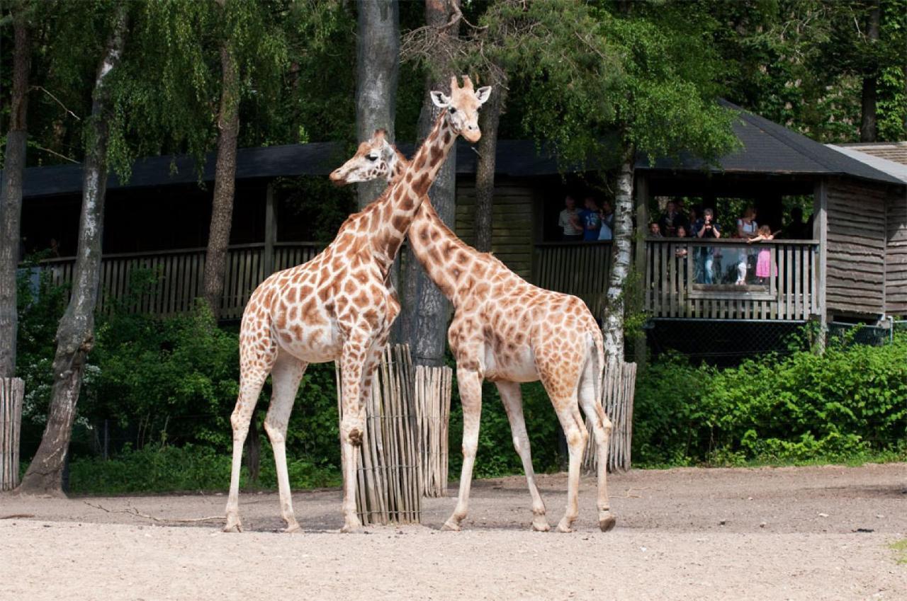 Comfort By Europarcs De Hooge Veluwe * Arnheim